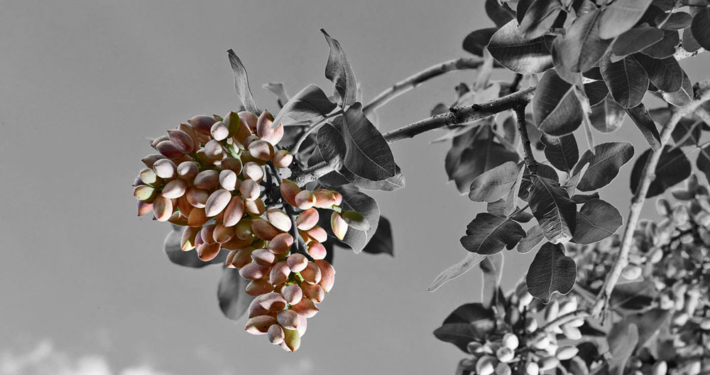 iran pistachio tree